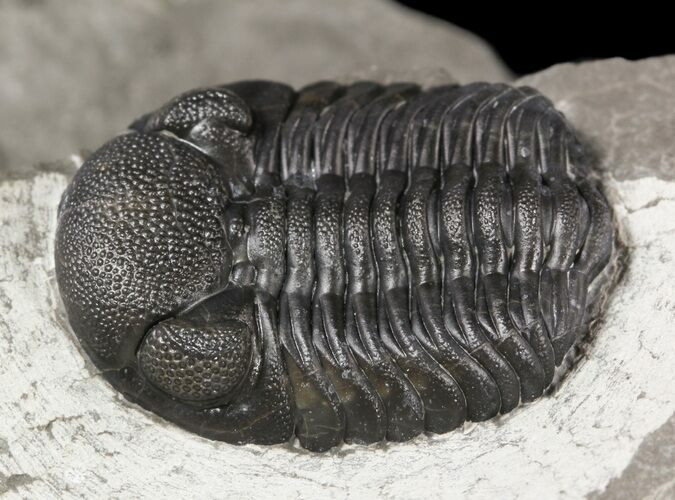 Eldredgeops (Phacops) Trilobite - New York #54997